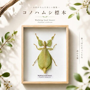 �����̕W�{�@�R�m�n���V�@Phyllium celebicum�@Wakking leaf insect