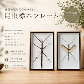 昆虫の標本　Tirachoidea westwoodi ナナフシ