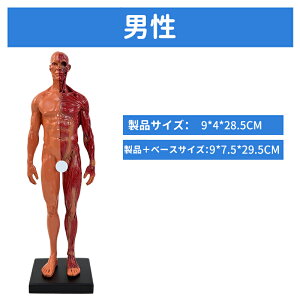 l̃f l̖͌^ j  11C` 30cm l̋ؓ͌^ ͌^  ؍i CGyCeBO 