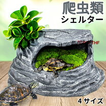 楽天市場】陸亀（ペット・ペットグッズ）の通販