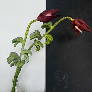  oii̗t ze ItBX fXN  z[ fR[V ʐ^Bep