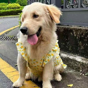   ybg wS  n[lX ^ uh[ TGh S[fgo[ {[_[R[ |GXe 킢 pCibv