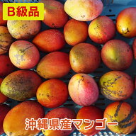 【送料無料】超特価！在庫限り！B級品マンゴー【1・2・3・5・10kg】 マンゴー ドライマンゴー お中元 沖…