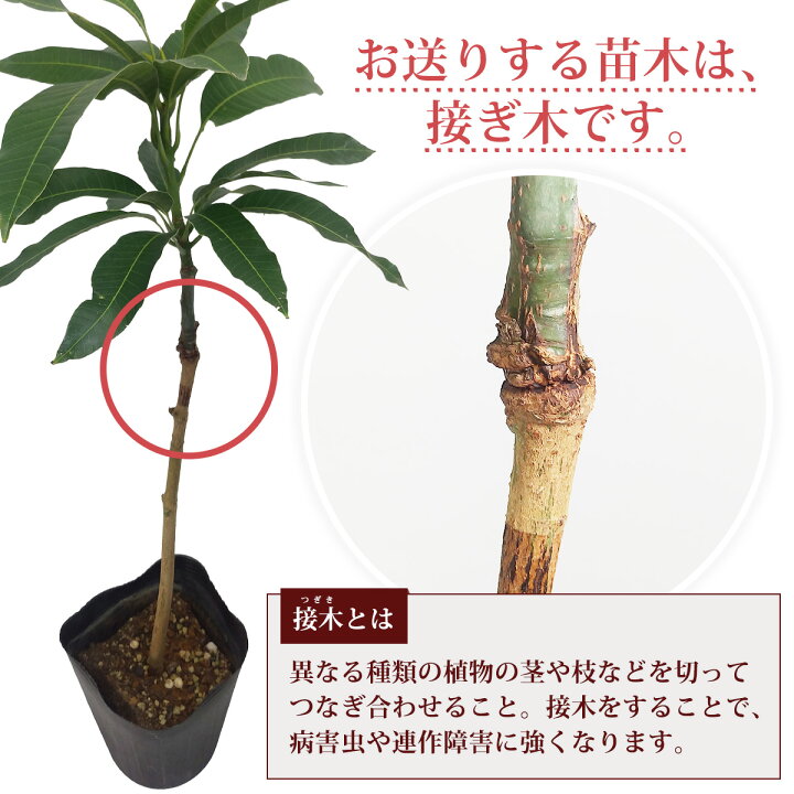 楽天市場】【送料無料】【アップルマンゴー苗木1本/3本/5本 セット  