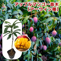 楽天市場】玉文 マンゴー 苗の通販