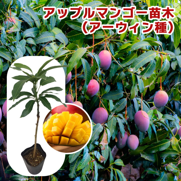 楽天市場】【送料無料】【アップルマンゴー苗木1本/3本/5本 セット  