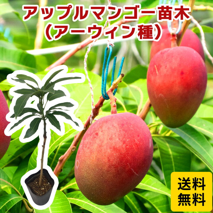 楽天市場】祝！楽天ランキングNo.1受賞！【送料無料】【アップル 