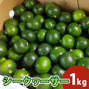 y؂V[N[T[(1kg)z V[N[T[ V[N[T[ t W[X X {g[Y ؐ r^~c V[NT[ MǑ΍ V[N[T[ʏ` hbVO |eg`