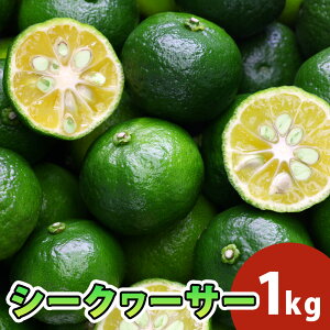 y؂V[N[T[(1kg)z V[N[T[ V[N[T[ t W[X X {g[Y ؐ r^~c V[NT[ MǑ΍ V[N[T[ʏ` hbVO |eg`