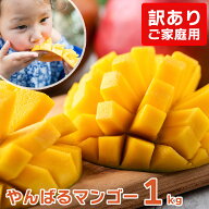 【送料無料】【訳ありマンゴー約1kg 】 マンゴー 訳あり 太陽のタマゴ マンゴージュース 宮崎 2kg 宮古島…