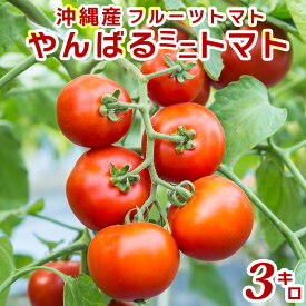 【送料無料】【やんばるミニトマト3kg】 送料無料 ミニトマト トマト 甘い 野菜 高糖度 リコピン ビタミンC 美味しい 栄養価 食卓 美容 健康 大容量 産直野菜 農園直送 プレゼント ギフト 冬ギフト 贈答 贈り物 国産 フルーツトマト 高糖度 訳あり わけあり