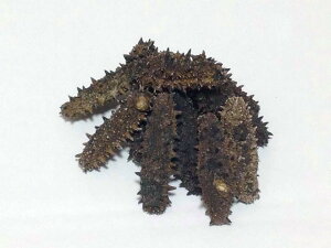 なまこ 生の通販 価格比較 価格 Com