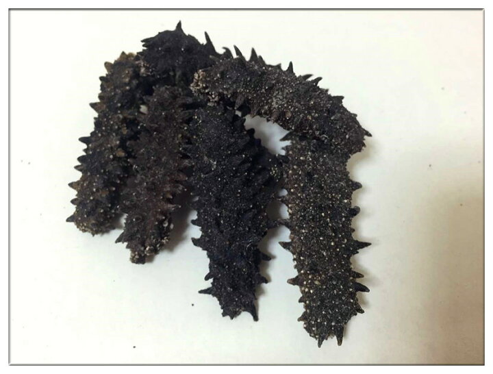 楽天市場】【北海道産】B級品 500g Sサイズ（5g以下）【自家用、訳あり 