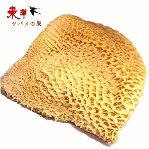 n`mX Ⓚ gbp  domestic beef reticulum ̈ݑ ē  Ԃԗp ⓀHi 600g