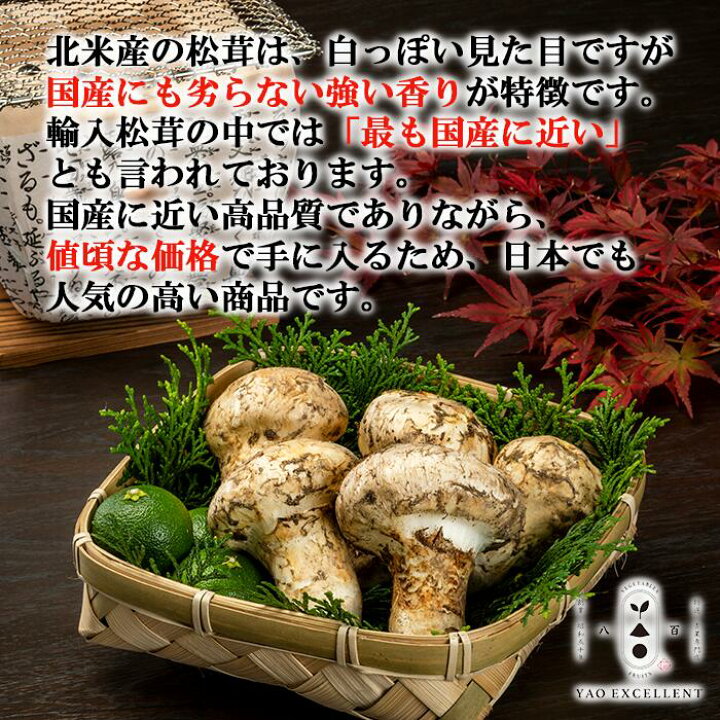 楽天市場】【特撰松茸 200g、500g、1kg】北米産(カナダ・アメリカ産 
