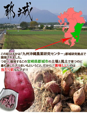 ●紅はるか5kg入2セット以上ご購入で【野菜おまけ】