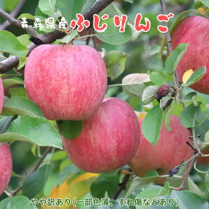 ӂ񂲁iɂӂ񂲁j apple Z 2kg 5kg 10kg e p Y ƒp  Ε Mtg 蕨