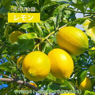 レモン アメリカ産 lemon 味濃厚 10個 30個 60個 100個 140個 大容量 お徳用 国産 家庭用 お中元 お歳暮 …