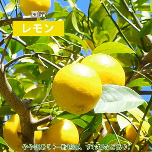  Y lemon Z 10 30 60 100 140 e p Y ƒp  Ε Mtg 蕨