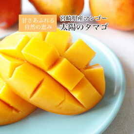 太陽のタマゴ マンゴー 個数が選べる 農園直送 手作り フルーツ 贈り物 ギフト 宮崎産