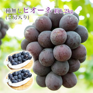 【ピオーネ 種なし 2房 約1.2kg ピオーネ 皮ごと食べられる フルーツ 国産 お取り寄せグルメ セット ギフト お取り寄せギフト 送料無料