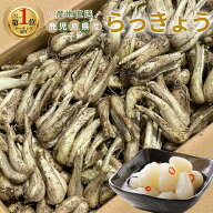 【最大422円分還元★ポイント5倍】＼ランキング1位獲得／国産 鹿児島県産 生らっきょう 選べる数量【2kg…