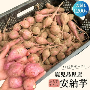 {̎Y [ 1200g ՂTCY y}փRpNgtl߁z 󂠂 ܂ ܈ Tc}C F Ï