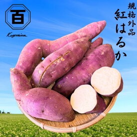 【ポイント10倍☆最大695円還元】2026年新物！＼ランキング1位獲得◎／鹿児島県産 紅はるか さつまいも 【規格外品】 選べる【2kg/5kg/10kg/20kg】 訳あり さつま芋 サツマイモ 薩摩芋 甘薯