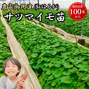 �{�ꎭ�����_�v����p�B�I�^�g�͂邩 �c 100�{�Z�b�g �ׂɂ͂邩 (PVP) ���܂��� �c �E�C���X�t���[ �����x �Â� �l�C�i�� �ƒ�؉� �܂Ƃߔ���
