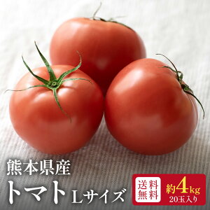 yzy?|Cg3{zg}g F{Y LTCY 20 4kg Rs -Je r^~C R_ Â݂Ǝ_ W[V[ H׉ J[ ⋋ Mŉh{zT|[