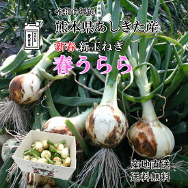 新春 令和6年度産 【特選】 新玉ねぎ 春うらら新たまねぎ【5kg】 サラダ玉ねぎ エコファーマー認定者が育てた 熊本産新たまねぎ サラダたまねぎ 特別栽培 新タマネギ 農薬通常の半分以下除草剤不使用【送料無料/産地直送】使用 減農薬