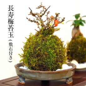 【 楽天スーパーSALE 10%OFF 】 父の日 プレゼント 長寿梅 苔玉 【 長寿梅苔玉 】