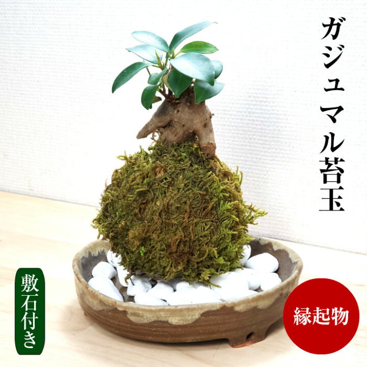 楽天市場 ハロウィン 苔 苔玉 ガジュマル苔玉 観葉植物 インテリア 苔 弥栄苔 楽天市場店
