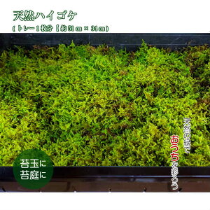  ۋ ϗtA eE yVRnCSPg[1(51cm×34cm)z ۃeE