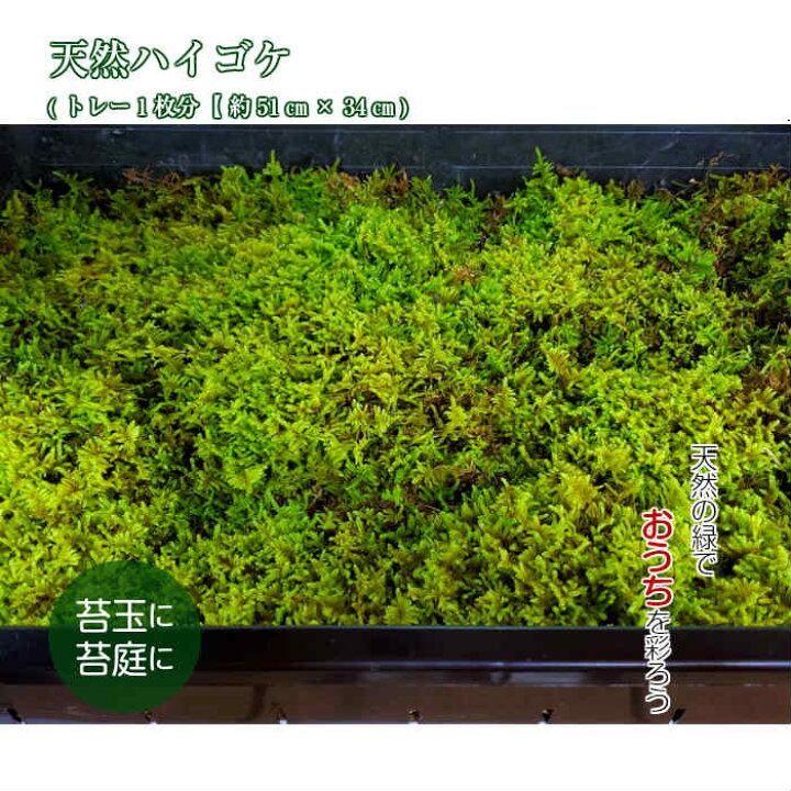 楽天市場 苔 苔玉 観葉植物 テラリウム 天然ハイゴケトレー1枚分 約51cm 34cm 苔テラリウム 弥栄苔 楽天市場店
