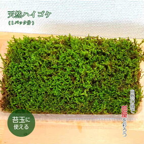 楽天市場 盆栽苔 種類 コケ シノブゴケ 人気ランキング1位 売れ筋商品