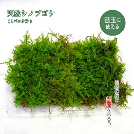 苔玉 苔 テラリウム 苔盆栽 【 天然 シノブゴケ 】 観葉植物 園芸