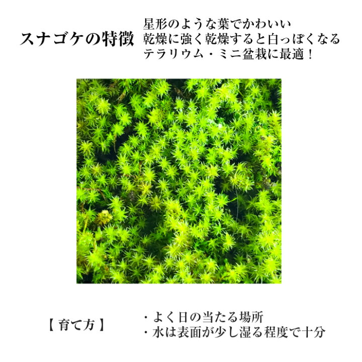 楽天市場 苔 テラリウム 苔テラリウム 天然 スナゴケ 弥栄苔 楽天市場店