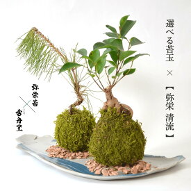 お正月 プレゼント 弥栄苔 × 雪舟窯 【 選べる苔玉 × 弥栄 清流 】 石見焼