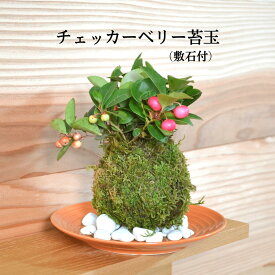 【 楽天スーパーSALE 10%OFF 】 父の日 プレゼント 苔玉 苔 盆栽 【 チェッカーベリー苔玉 】