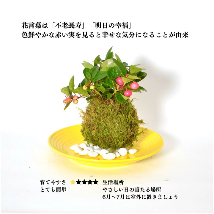 楽天市場 苔玉 インテリア 苔 盆栽 チェッカーベリー苔玉 弥栄苔 楽天市場店 楽天市場 苔玉 インテリア 苔 盆栽 チェッカーベリー苔玉 弥栄苔 楽天市場店