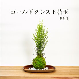 父の日 苔玉 苔 盆栽 【 ゴールドクレスト苔玉 】