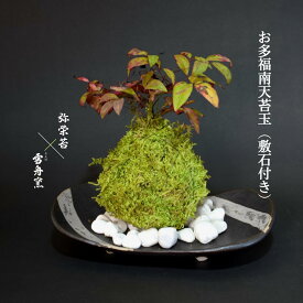 敬老の日 プレゼント 限定 苔玉 苔【 お多福南天苔玉 × 石見焼雪舟窯 】