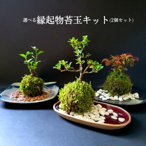 y yVX[p[Z[ 10%OFF z  ۋ Lbg yNۋʃLbg 2Zbgz