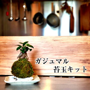 ガジュマル 苔の人気商品 通販 価格比較 価格 Com