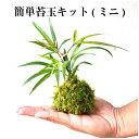 楽天市場 盆栽 花 観葉植物 花 ガーデン Diy の通販 楽天市場 盆栽 花 観葉植物 花 ガーデン Diy の通販