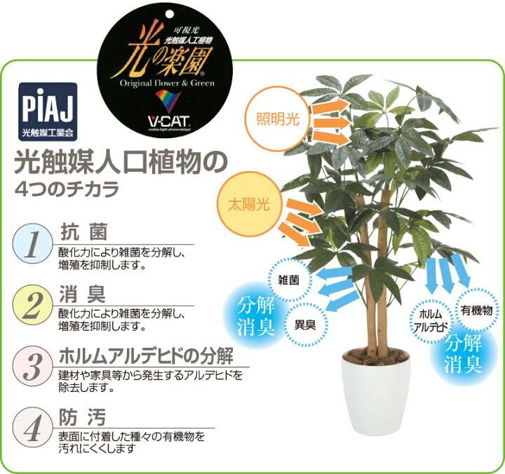 楽天市場】【クーポンで10%OFF】 光触媒人工植物 デザインパキラ 1.6 
