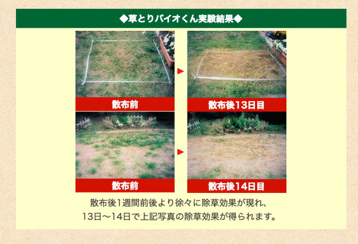 楽天市場 除草剤 安全 草とりバイオくん 2本組 除草剤 送料無料 根まで枯らす 無害 安全な除草剤 除草液 草取り 雑草 枯らす ペット 子供 安全 芝 芝生 草抜き 土 汚さない 雑草取り やさしさｏｎ ｌｉｎｅ