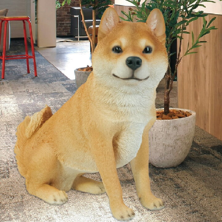楽天市場】お座り 柴犬 （大） 41 x 17 x 40.2cm (幅x奥x高) 本物 