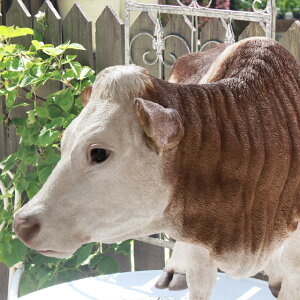 Ă鋍uEij { A  ^  EW cow Aj}  u u IuWF  fBXvC K[fjOG   rO K[f G 